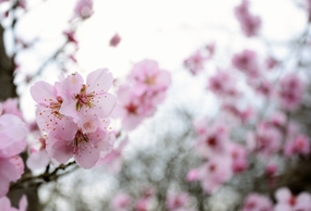 粉红色杏仁花局部摄影图片